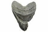 Bargain, Fossil Megalodon Tooth - South Carolina #365721-1